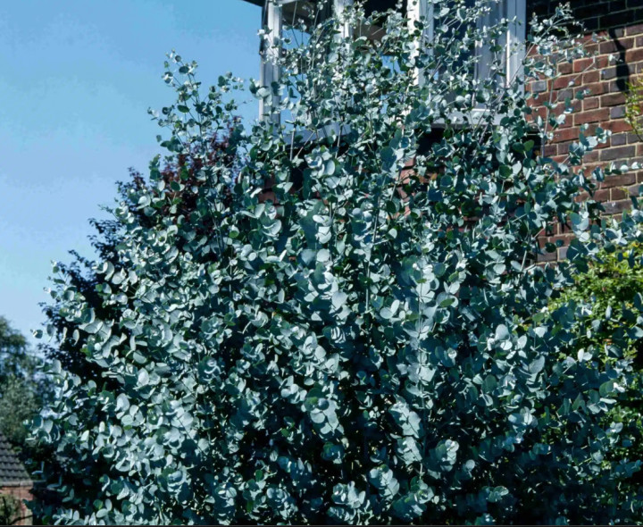 Eukaliptus Górski Eucalyptus Gunni Cider Gum C2